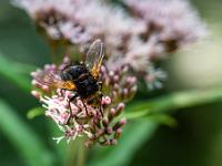 Große Raupenfliege auf Blüte